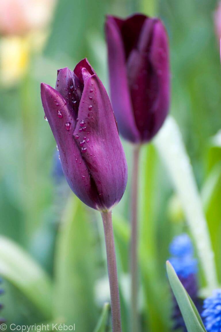Tulipa Deep Purple Rock