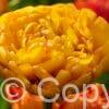 Tulipa Double Beauty of Apeldoorn