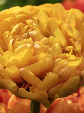 Tulipa Double Beauty of Apeldoorn