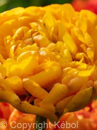 Tulipa Double Beauty of Apeldoorn