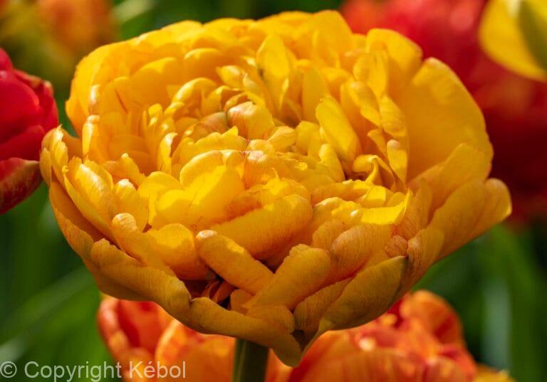 Tulipa Double Beauty of Apeldoorn