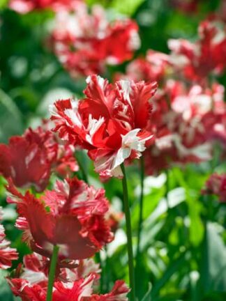 Tulipa Estella Rijnveld
