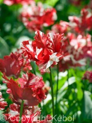 Tulipa Estella Rijnveld