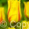 Tulipa Flamenco