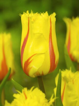 Tulipa Flamenco