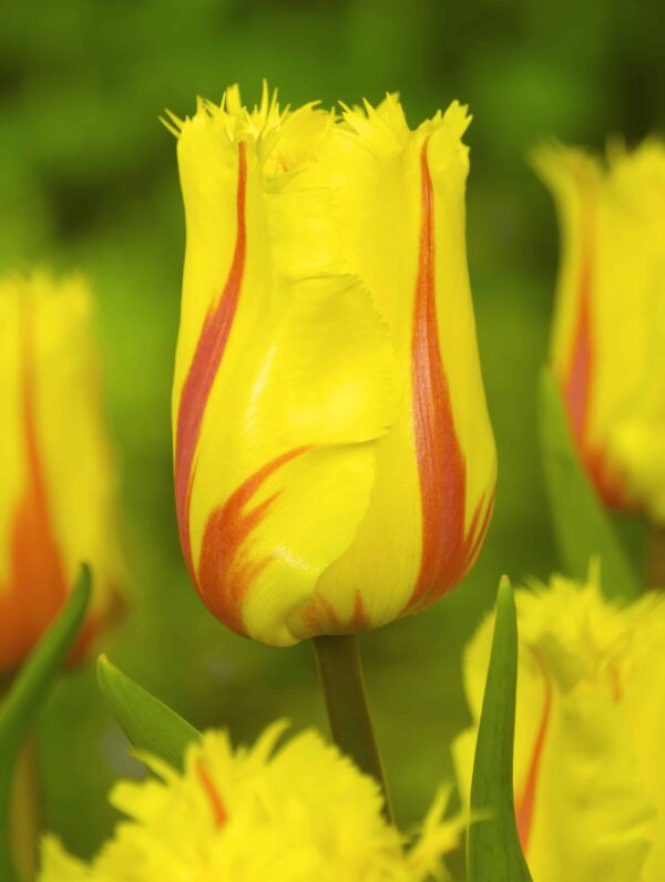 Tulipa Flamenco
