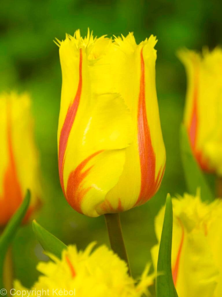 Tulipa Flamenco