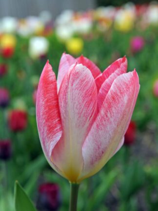 Tulipa Flaming Purissima