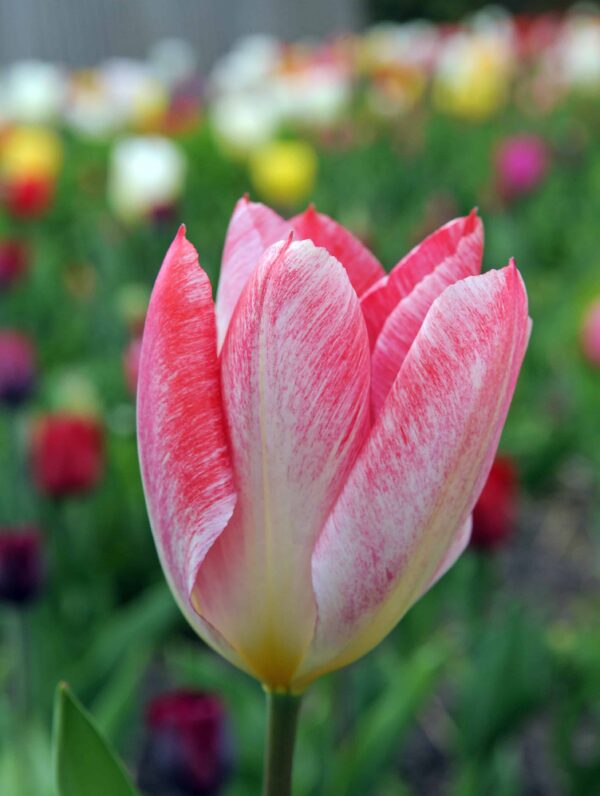 Tulipa Flaming Purissima