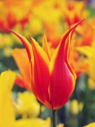 Tulipa Fly Away