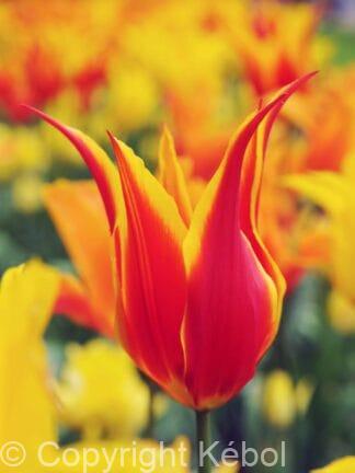 Tulipa Fly Away