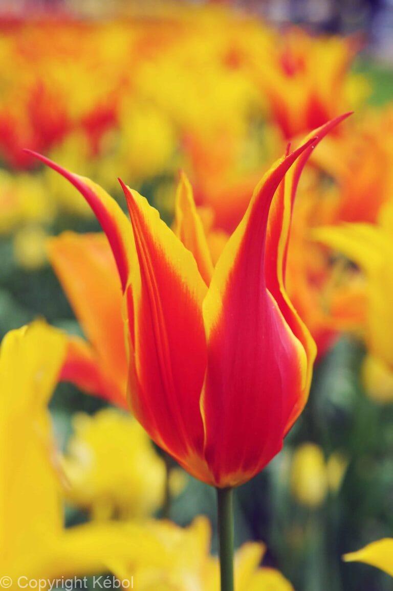 Tulipa Fly Away
