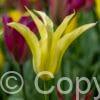 Tulipa Formosa