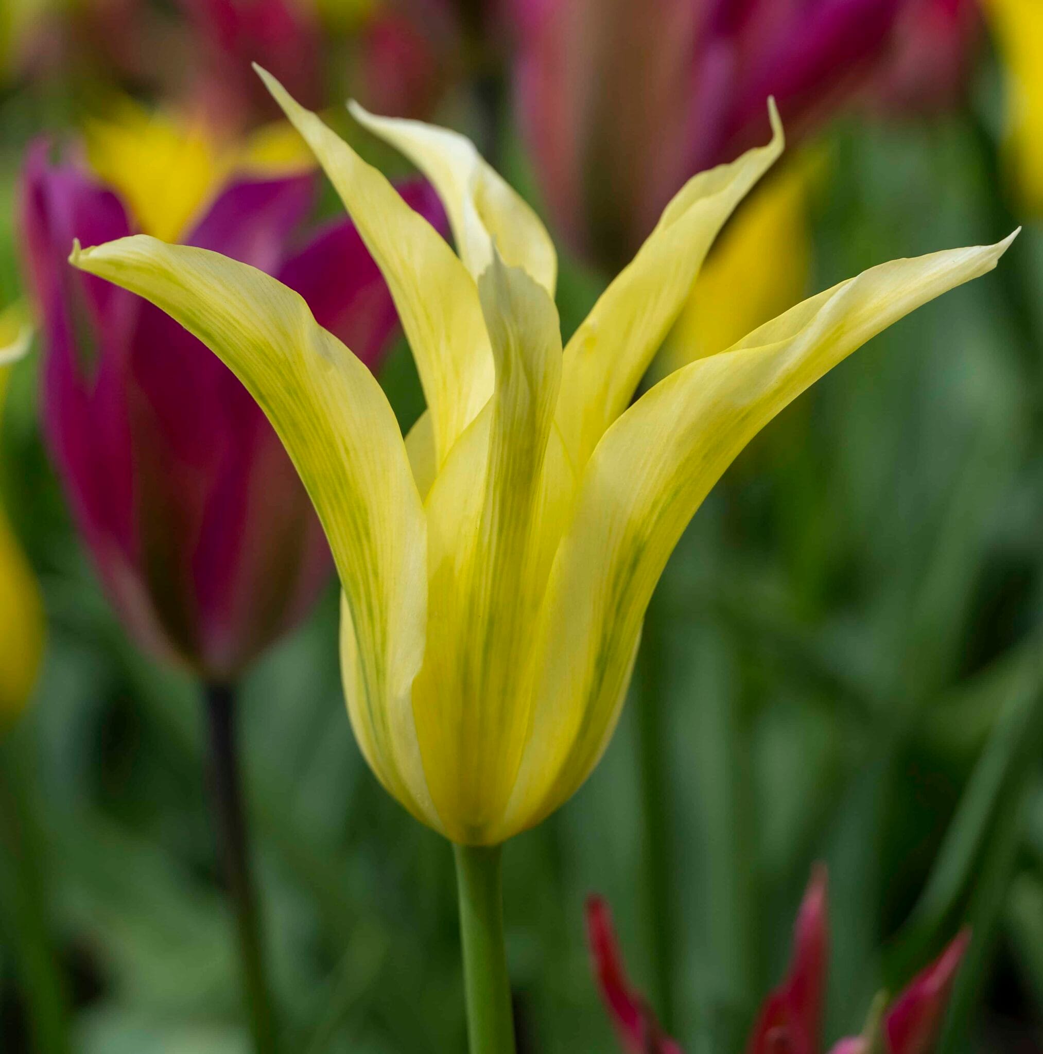 Tulipa Formosa