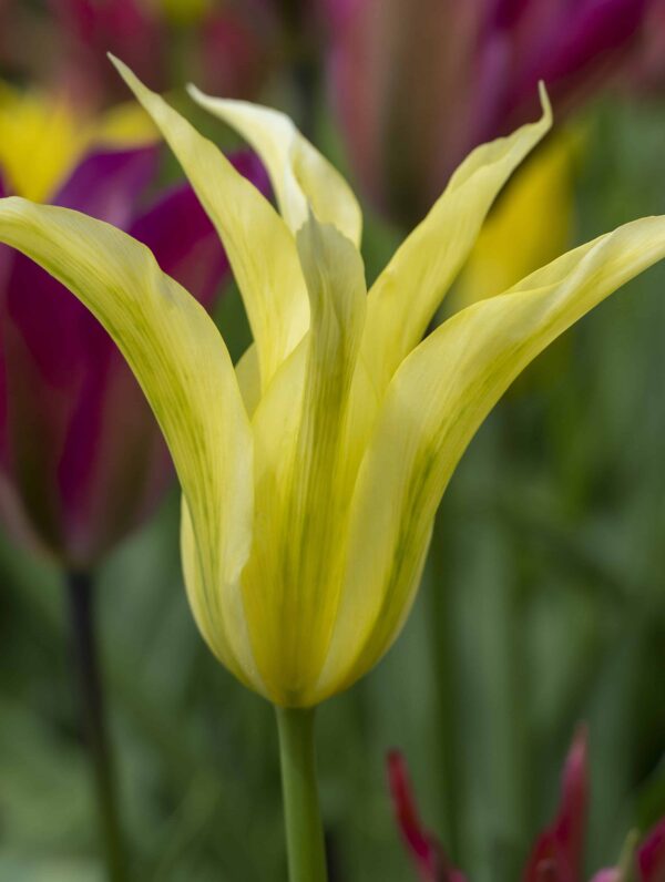 Tulipa Formosa