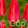 Tulipa Fostery King