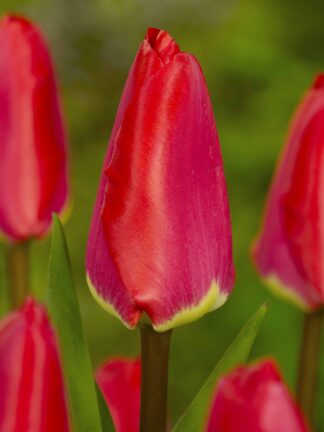 Tulipa Fostery King