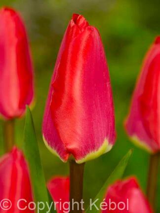 Tulipa Fostery King