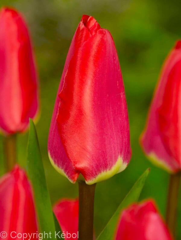 Tulipa Fostery King