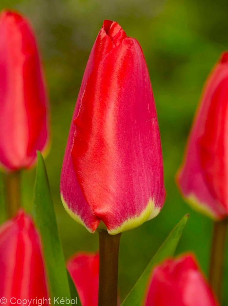 Tulipa Fostery King