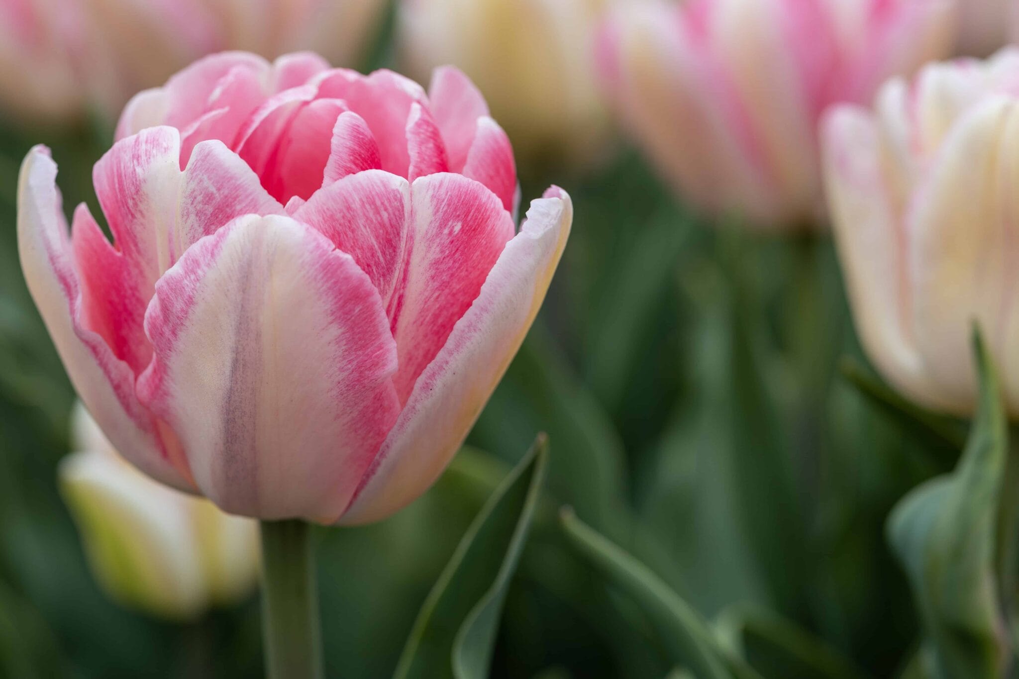 Tulipa Foxtrot