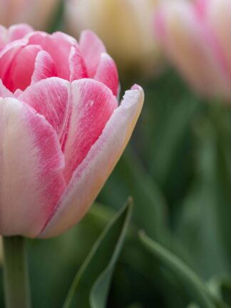 Tulipa Foxtrot