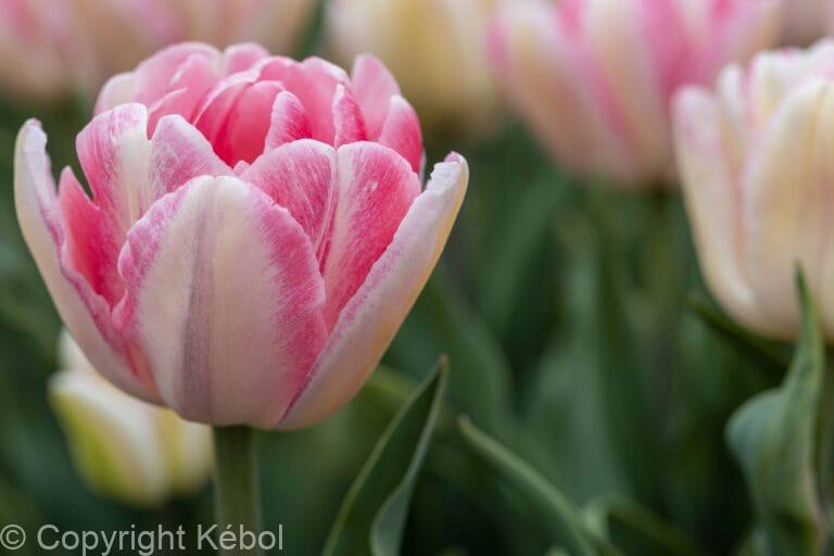 Tulipa Foxtrot