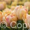 Tulipa Foxy Foxtrot