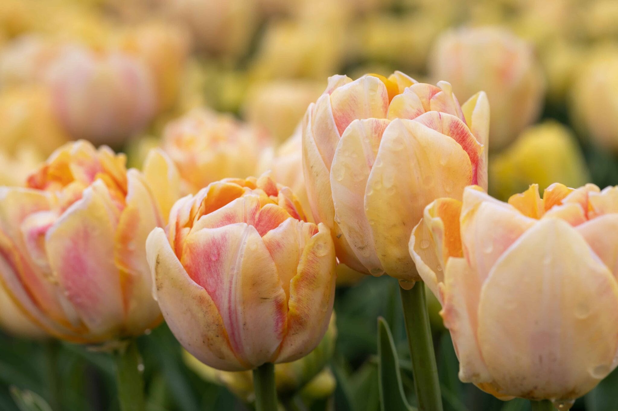 Tulipa Foxy Foxtrot