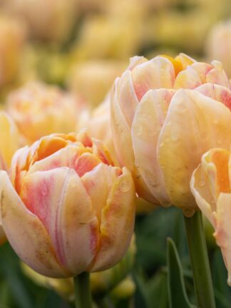 Tulipa Foxy Foxtrot