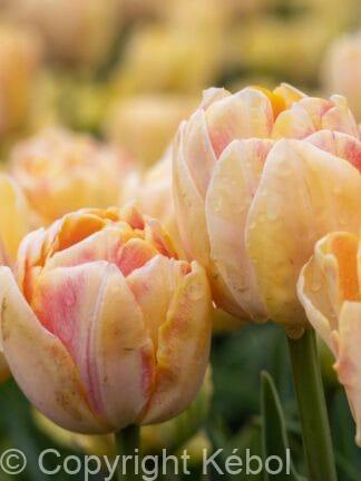 Tulipa Foxy Foxtrot