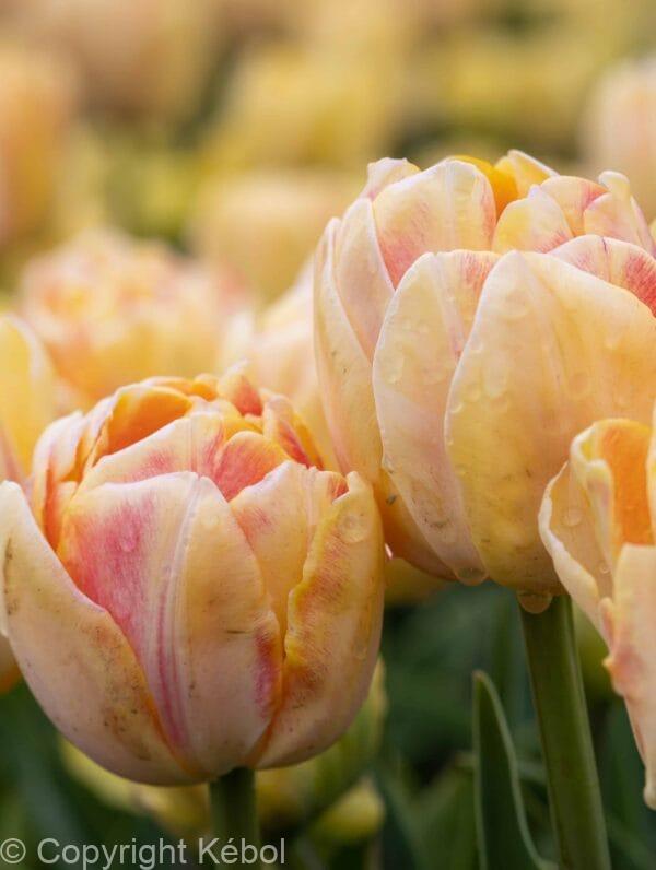 Tulipa Foxy Foxtrot