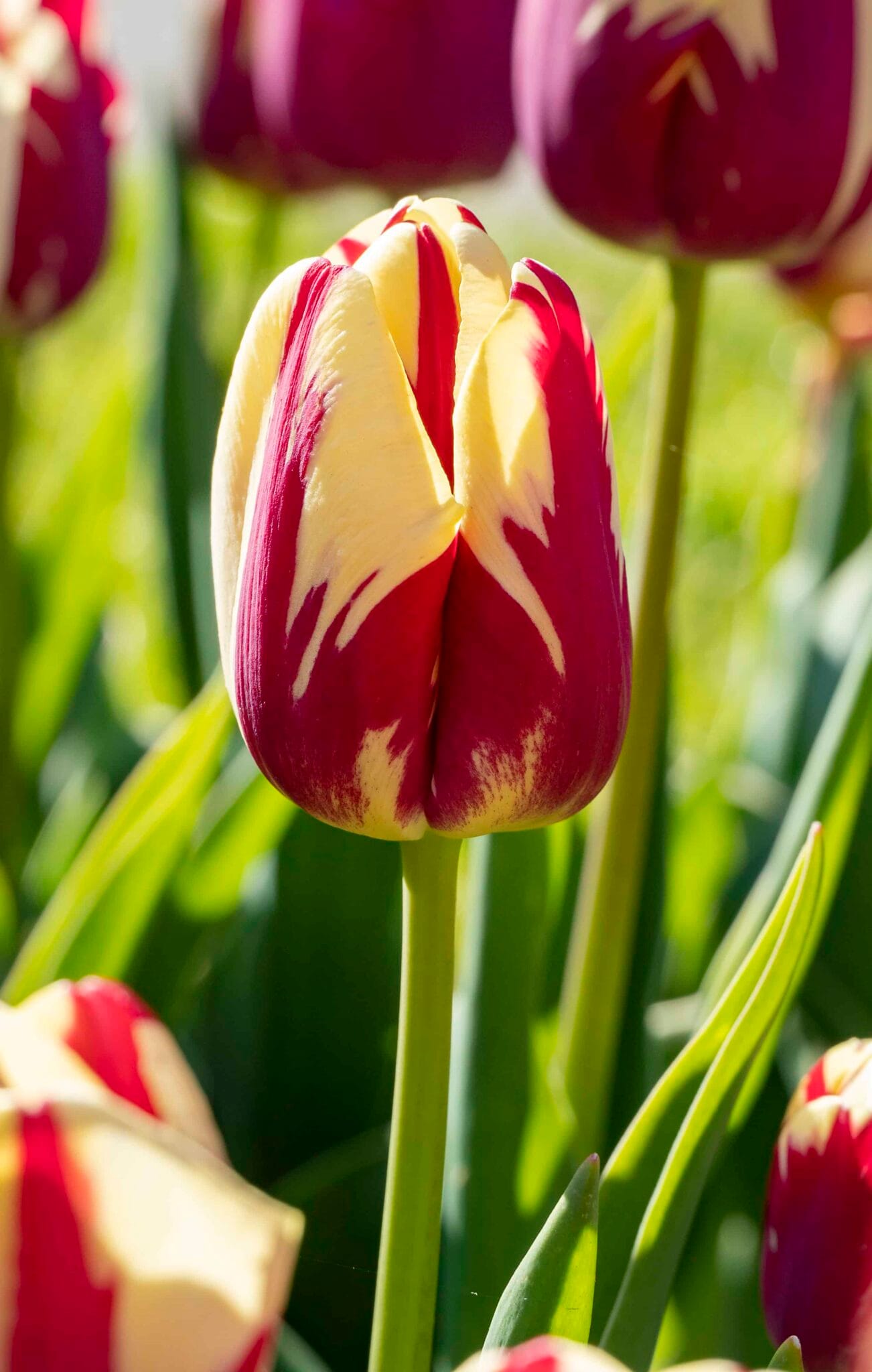 Tulipa Grand Perfection