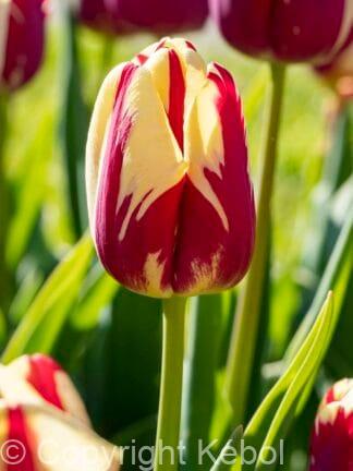 Tulipa Grand Perfection