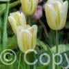 Tulipa Green Spirit