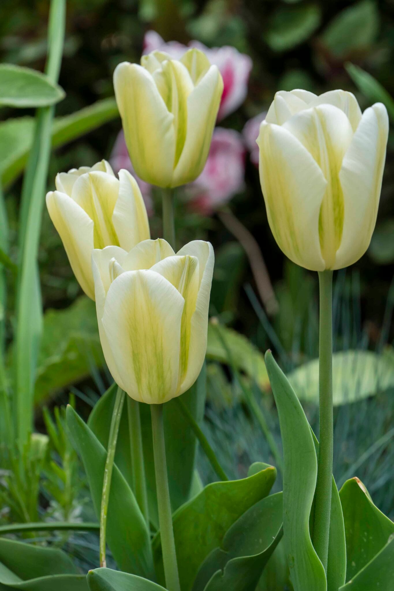 Tulipa Green Spirit