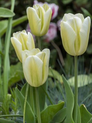 Tulipa Green Spirit