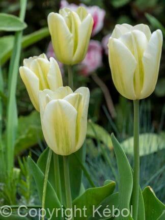 Tulipa Green Spirit