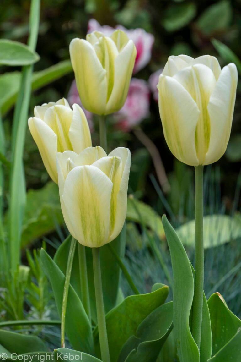 Tulipa Green Spirit