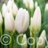 Tulipa Hakuun
