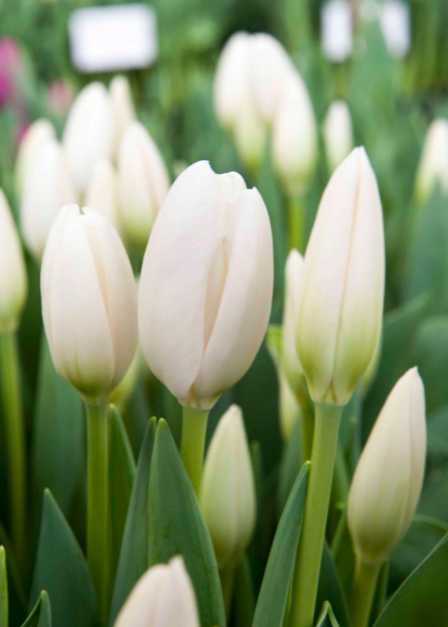 Tulipa Hakuun