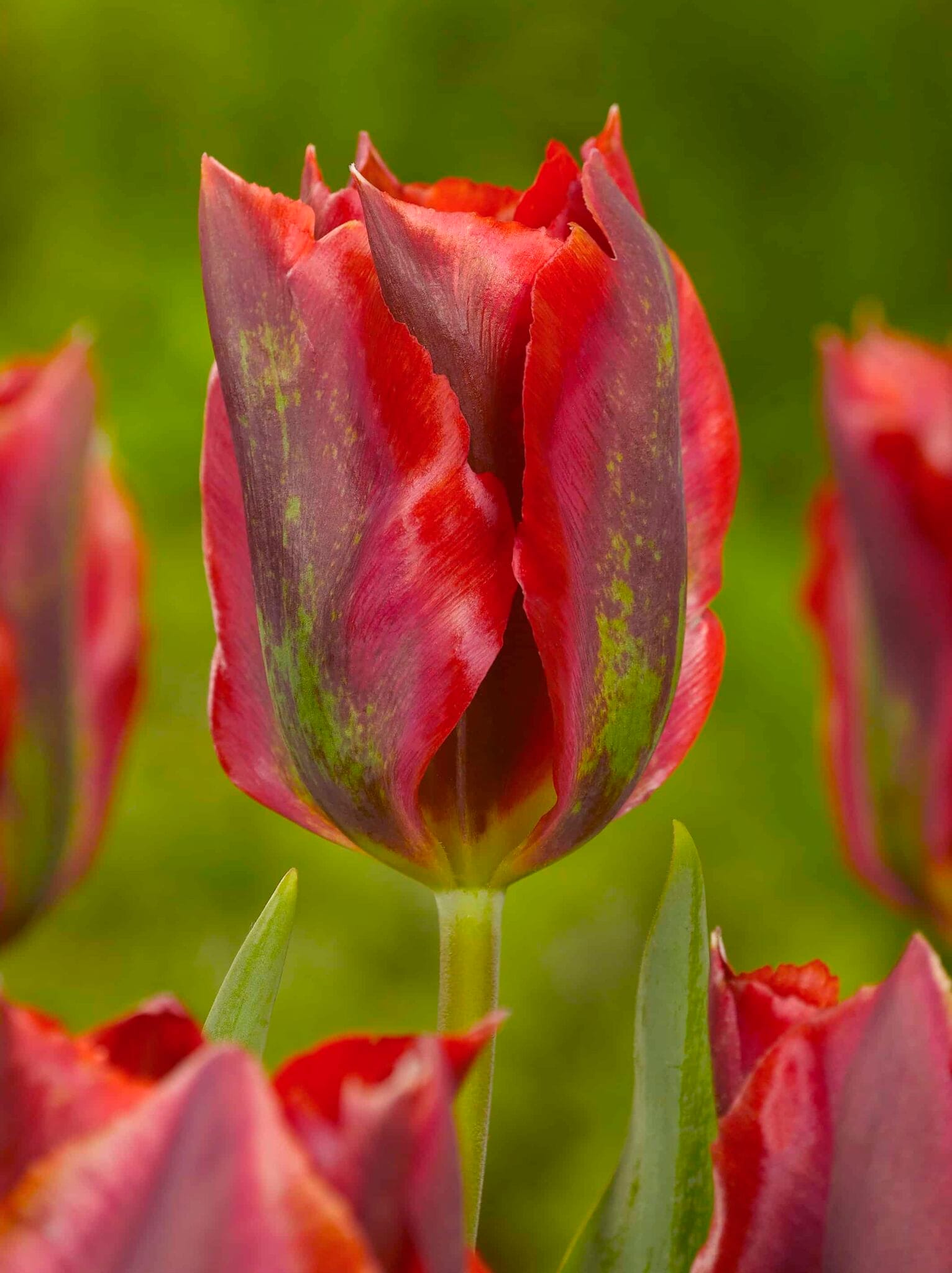 Tulipa Hollywood