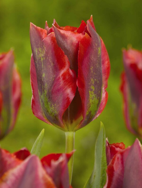 Tulipa Hollywood