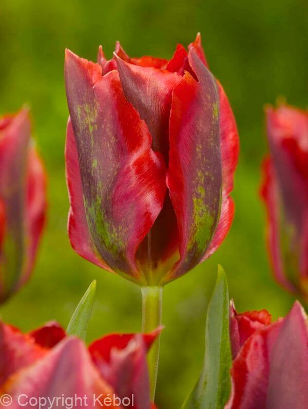 Tulipa Hollywood