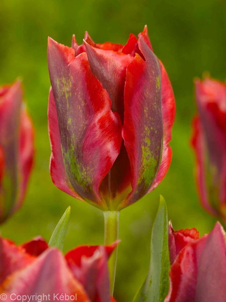 Tulipa Hollywood