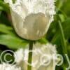 Tulipa Honeymoon