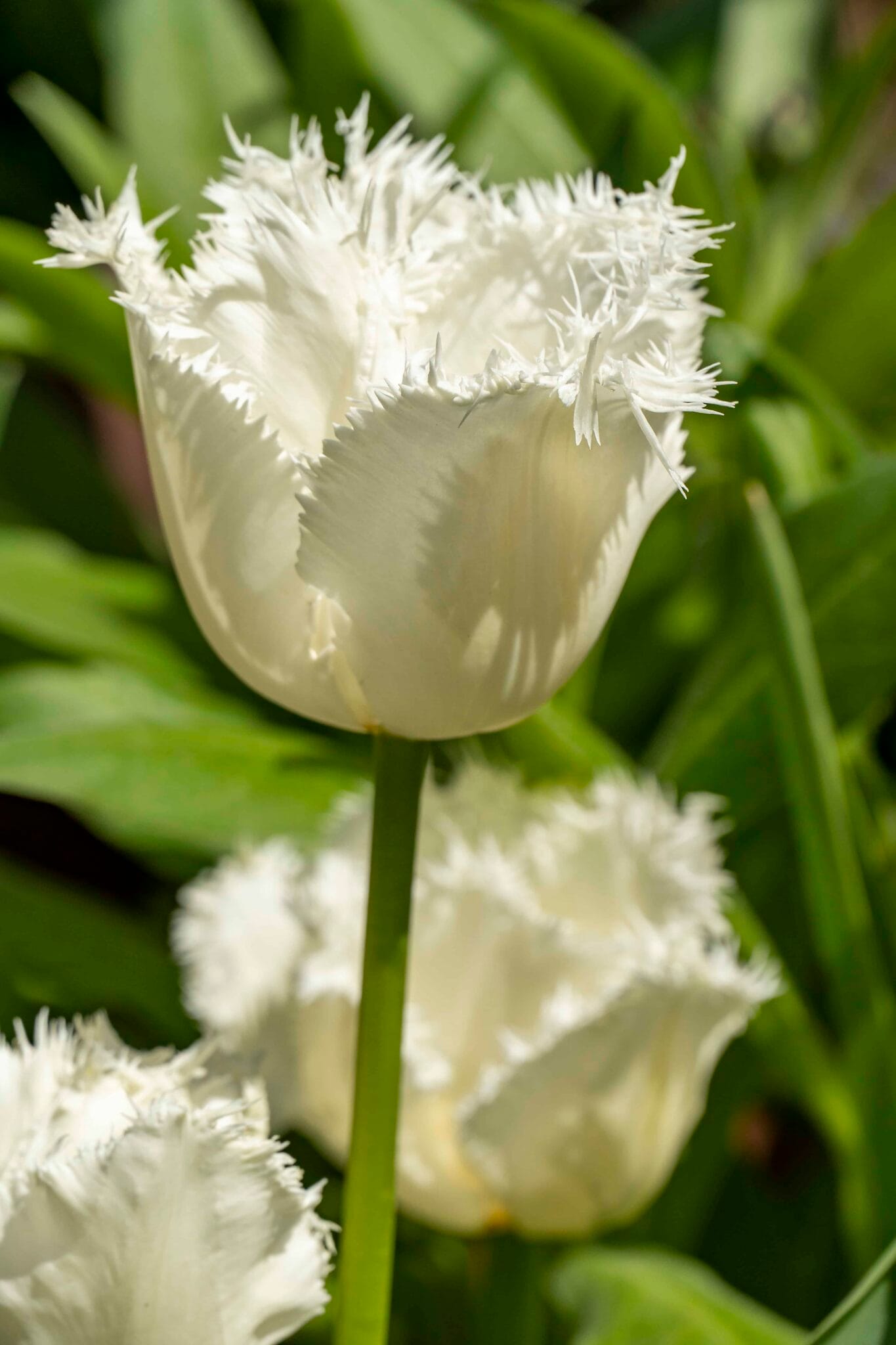 Tulipa Honeymoon