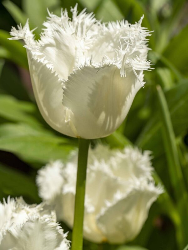 Tulipa Honeymoon