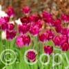 Tulipa Kansas Proud