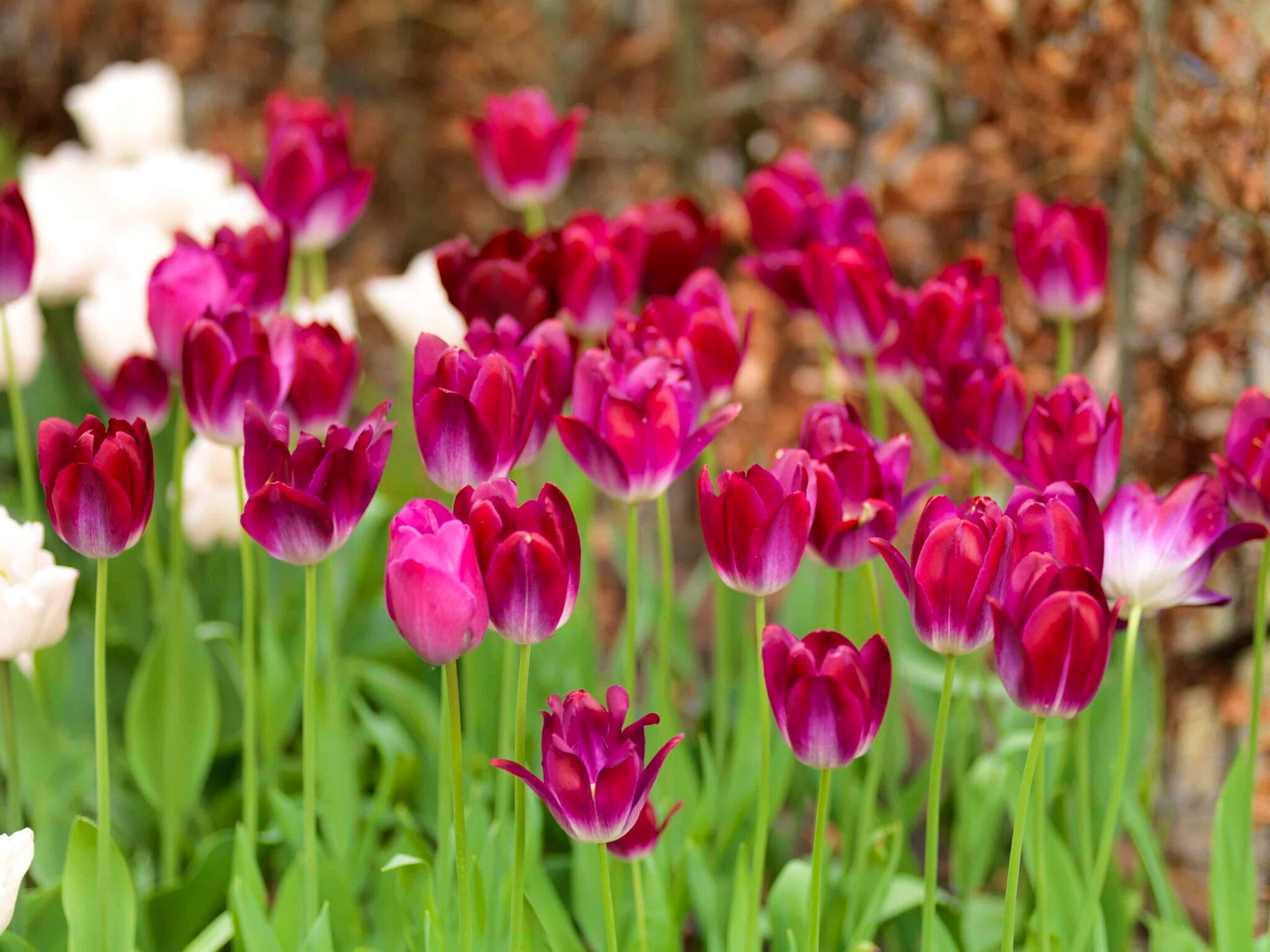 Tulipa Kansas Proud